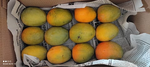 Mangoes from Alirajpur in Madhya Pradhesh. (Photo | ENS)