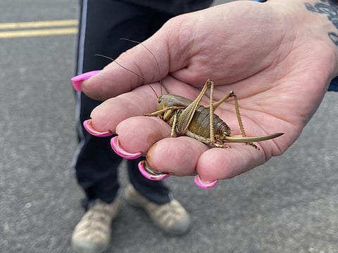 FILE - April Aamodt, who is involved in local outreach for Mormon cricket surveying in Blalock Canyon near Arlington, holds the insect in her hand on June 17, 2022. (Photo | AP)