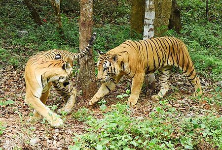 Tigers seen at Shivarama Karanth Pilikula Nisargadhama in Mangaluru.