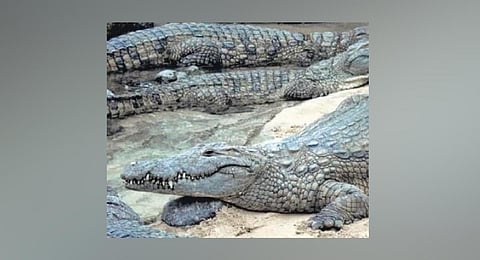 Gharials
