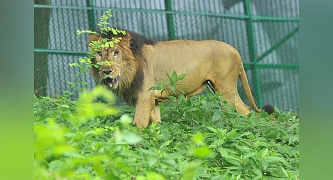 Leo, a six-year-old hybrid male lion that was brought from Tirupati, exploring the Thiruvananthapuram zoo. (Photo | B P Deepu, EPS)