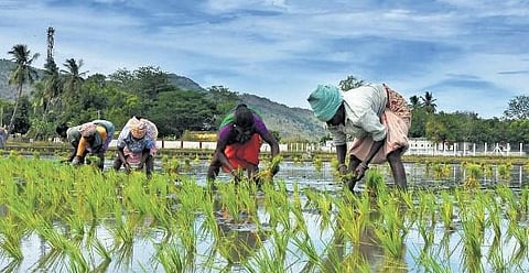  Farmers planting seedlings at a farm in Tirupati | Madhav K 