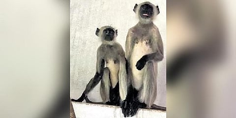 The pair of grey langur; the elusive female is the one sitting on the left