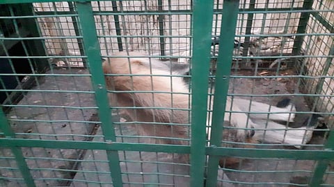 The Langur who found himself in a wrong place was caged finally...(Photo | EPS)