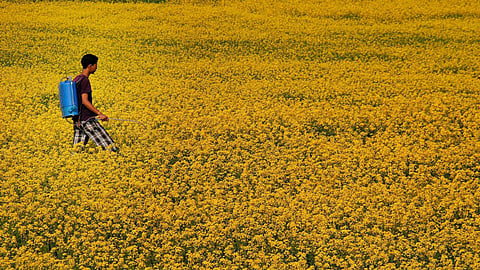 FILE - A man sprays pesticide in his mustard oil field in Assam's Nalbari district. (Photo | PTI)