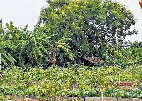 The vegetable R&D unit at Akshayakalpa, which showcases the company’s cultivation techniques to grow greens and veggies