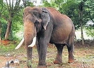 One of the kumki elephants | Express