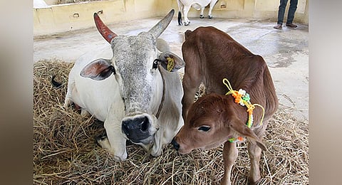 The Sri Venkateswara Gosamrakshana Goshala in Tirupati.
