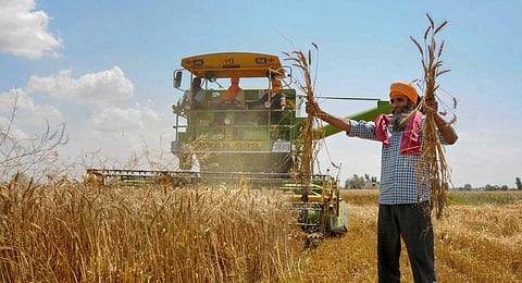 FILE - Farmers use a combined harvester in a wheat field in Amritsar. (Photo | PTI)