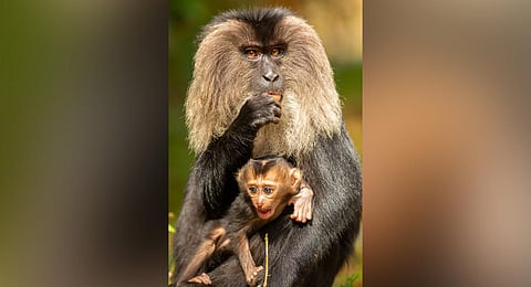  A study finds that the number of LTMs in Shivamogga and Uttara Kannada has been stable. (Photo | Express) 