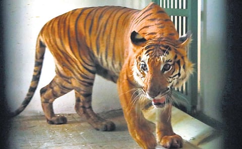 Durga, the tigress brought to the Puthur zoo on Sunday | Express
