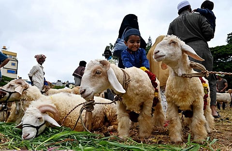 Brisk business at Chamarajpet Idgah Maidan. (Photo | Shashidhar Byrappa, EPS)