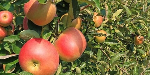 For representational purposes (Photo | Indianmart)