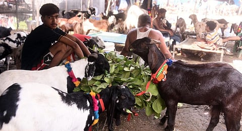 Goats for sale ahead of the Eid al-Adha celebrations, at a goat market near the Jama Masjid in the Old Quarters of Delhi.(Photo | Parveen Negi)