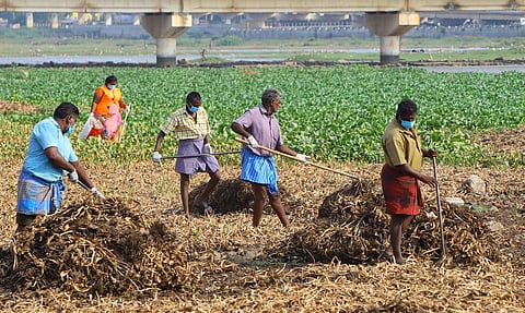 Madurai corporation clears invasive plants from Vaigai river