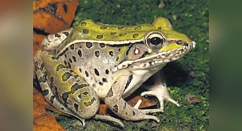 Centre under Kerala Forest Research Institute to map state’s frog species, identify key habitats