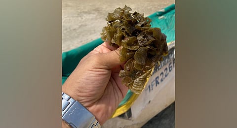 With 2 kg of seaweed and 1 kg of waste cloth, Ray was able to make 30 sheets of handmade seaweed paper. (Photo | EPS)