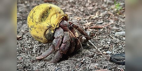 A hermit crab found using an icecream container as its shell at Kalpeni in Lakshadweep | Jabir Thameem