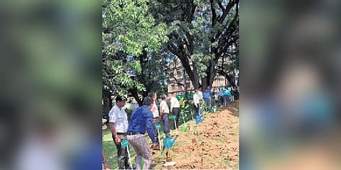 Tremendous coordination on display as people plant 1,000 fruit tree saplings in 60 seconds | Express