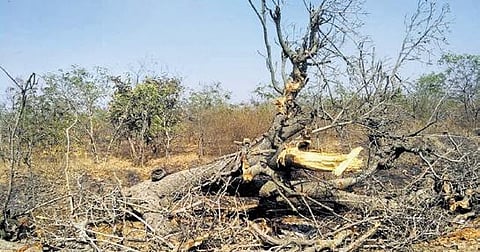 The banyan tree that has been cut down on NH 163 at Chevella. Volunteers had geotagged 914 trees in 2022