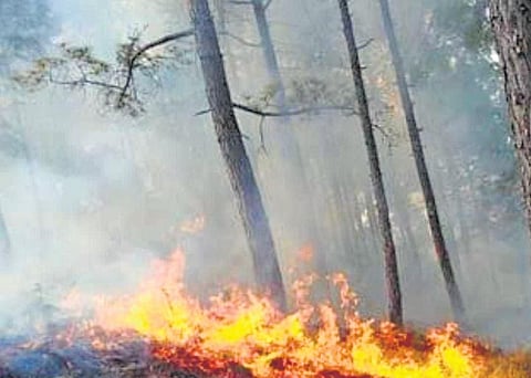 Two hectares of forest panchayat land in the area are on fire