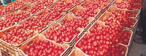 Madanapalle market received 750 tonnes of tomatoes on Friday | express