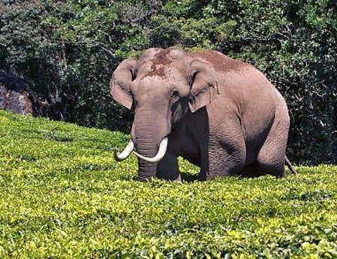 Tusker Padayappa. (Photo | Express)