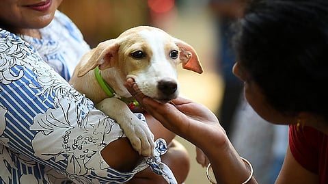 Dogs don't just observe your emotions; they can catch them too.
