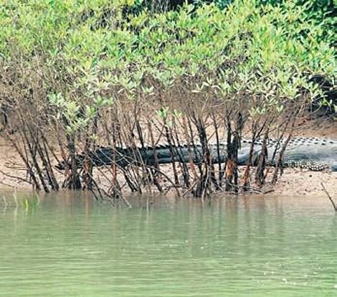 A crocodile in Bhitarkanika (File photo )