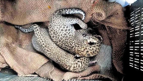 Two leopard cubs in the ruins of an old fort in the hills of Haryana village. (Photo| Express)