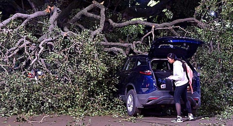 A car that was damaged when a tree fell on it near Chandrika Hotel Junction on Cunningham Road. (Photo | Shashidhar Byrappa, EPS)