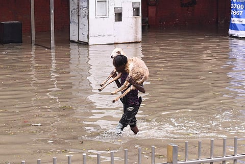 A man rescues his sheep near ITO, Delhi. (Photo | Parveen Negi, EPS)