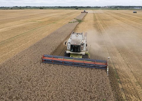 Harvesters collect wheat in the village of Zghurivka, Ukraine, on Aug. 9, 2022. (Photo | AP)