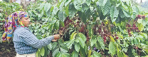 Robusta coffee plantations have been affected the most by the change in the weather pattern, say experts | file photo