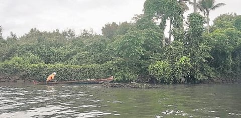 Thanthonni Thuruth. (Photo | Express)