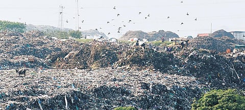 Untreated meat waste leads to more health and environmental issues than other biodegradable waste | Ashwin Prasath