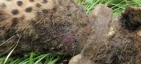 Maggot-infested wound on body of dead cheetah Suraj (Photo | Special arrangement)