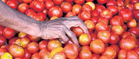 Tomatoes sold at Rs 90 by farmers in Tirupati on Friday. (Photo | Madhav K)