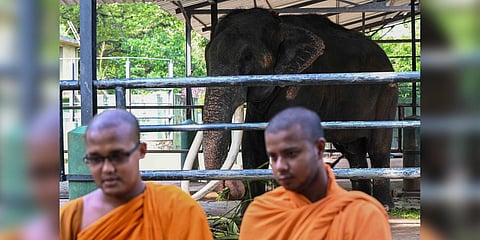 Buddhist novice monks chant prayers in front of elephant Muthu Raja at Dehiwala Zoo in Colombo on June 30, 2023 a day before being airlifted to Thailand for medical treatment. (Photo | AFP)