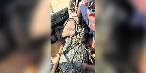 The rescued crocodile | Express