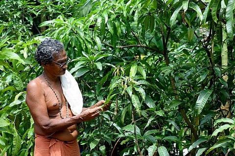 M Shankaran Namboodiri at his garden. (Photo | EPS)