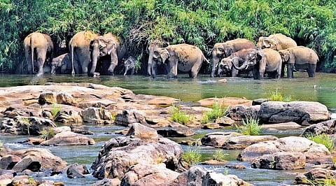 In 6 years, Kerala ‘lost’ 58% of its wild elephants