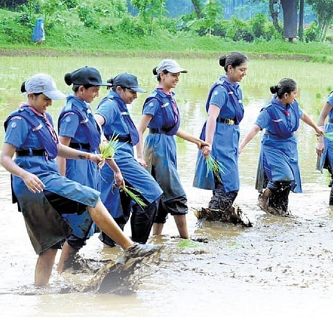 Students from various colleges in Bengaluru try their hand at paddy farming in Nakre village of Karkala taluk