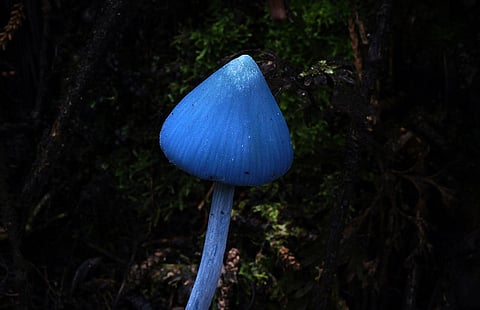 Entoloma hochstetteri mushroom (Wikimedia Commons)