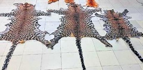 Poaching makes leopard second most targeted animal