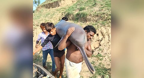 Fishermen caught a dolphin from the Yamuna river and cooked and ate it. (Photo | Twitter)