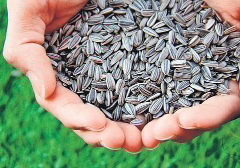 Gains from the golden grain: Sunflower seed