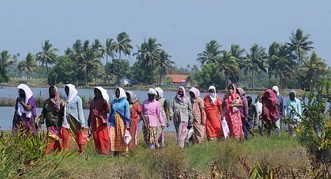 MGNREGA workers, who are engaged in a wetland renovation in Kochi ,Kerala.