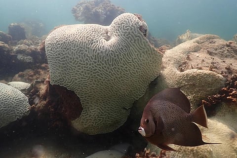In this image provided by NOAA, a fish swims near coral showing signs of bleaching at Cheeca Rocks off the coast of Islamorada, Fla on July 23, 2023. (Photo | AP)