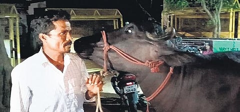 Doting herder wins ownership battle to get back buffalo in Cuddalore